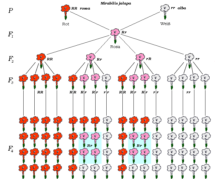 Abbildung 9.
Kreuzung von Mirabilis jalapa.