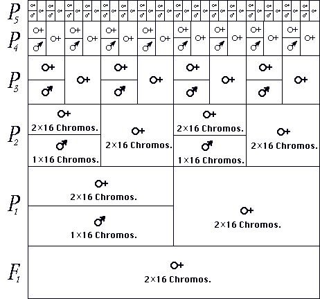 Figure 3.
Tableau généalogique d’une abeille femelle.