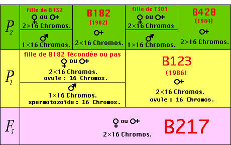 Figure 3.quater
Nouvelle conception d’un tableau généalogique pour une abeille femelle.