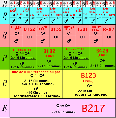 Figure 3.bis
Nouvelle conception d’un tableau généalogique pour une abeille femelle.